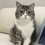 Gato japonés se convirtió en el felino con más visitas en Youtube: Entró al Libro Guinness