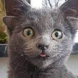 Conoce a “Midas”, la gatita que arrasa en Instagram por sus cuatro orejas