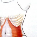 El músculo transverso abdominal: ¿Cómo funciona nuestra faja natural?