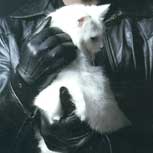 “Gata Blanca”: una novela sobre hechizos y mafiosos