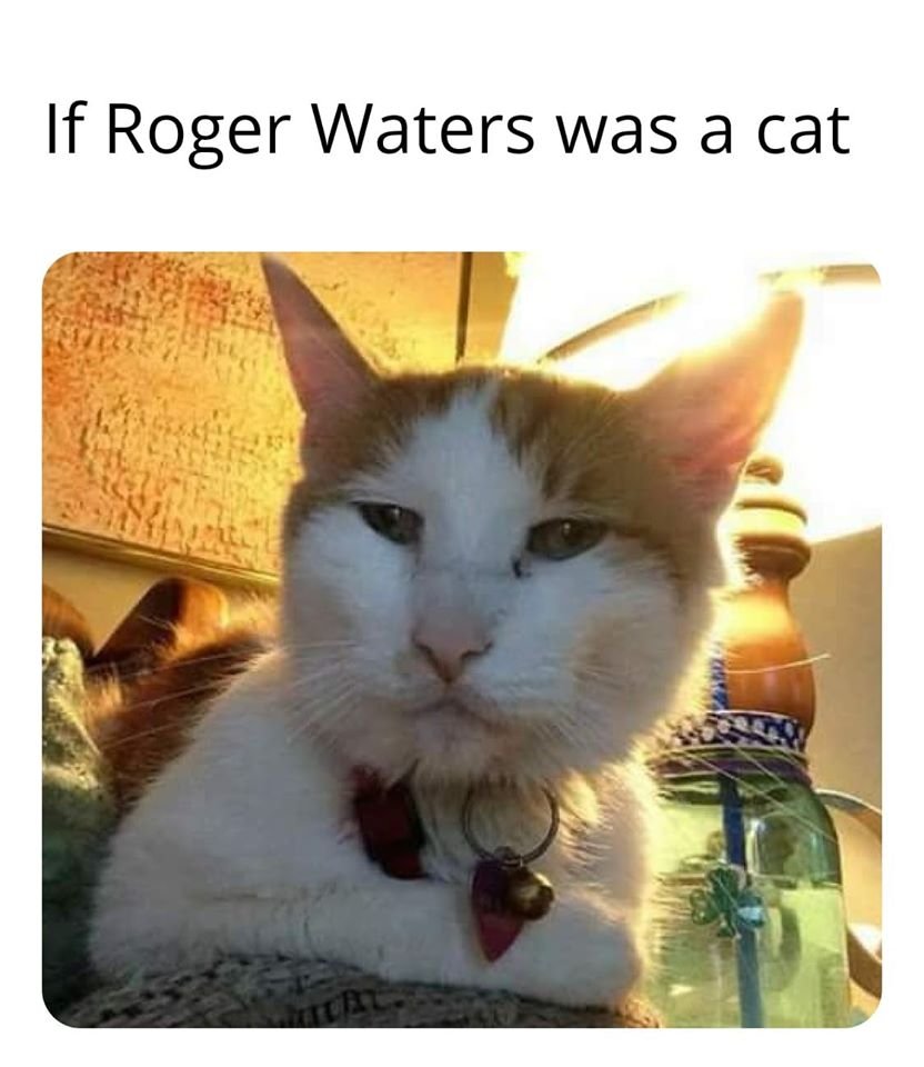 Si Roger Waters fuera un gato