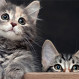 Fotos de un gato y su amo: Imágenes muestran su gran cambio en 20 años de historia