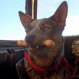 El recordado perro de “Mad Max 2″: Conozca su increíble historia