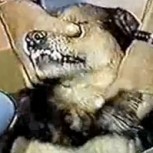 El  recordado caso de “Monito”, el perro chileno que hablaba: Vuelve a mirar sus videos