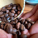 Granos de café masticados por murciélagos: Lujo que es éxito de ventas pese a su alto valor
