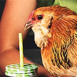 Pañales para pollos: Fotos de la extraña tendencia en el mundo del lujo