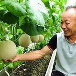 Melón japonés es la fruta más “mimada” del planeta: Conoce sus fotos y características