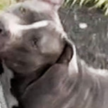 Perro destruye auto de lujo a mordiscos: Desolador video es viral en las redes