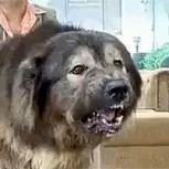 Este es el perro más caro del mundo: Probablemente no te imaginas su valor