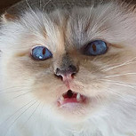 Choupette: La famosa gata que se transformó en embajadora de una de marca de relojes de lujo