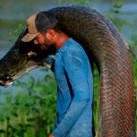 Pirarucú: El pez gigante que está en peligro de extinción y es utilizado para hacer prendas de lujo