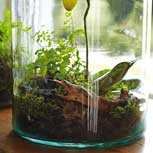 Jardines de interior: La naturaleza entra a nuestra casa