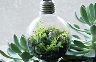 Terrarios: un pedacito del jardín en una ampolleta | Manualidades y