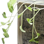 Jardín de papel: Plantas que brotan de libros y periódicos