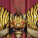 Natural realismo: insectos pintados en tapas de libros