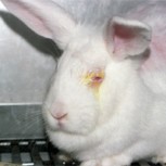 China elimina obligación de probar cosméticos en animales