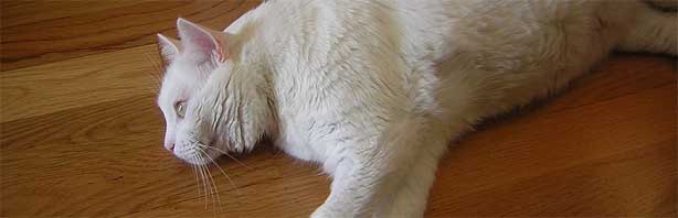 Lipidosis Hepática Felina: Una complicación en enfermedades crónicas