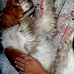 Muerte de perro lanzado desde tercer piso desata indignación