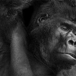 Fotografías de animales en Blanco y Negro: Maestros para posar