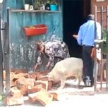 Video de perro chileno que ayuda a ancianos a entrar leña da la vuelta al mundo