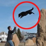 Video: Perro sorprende con espectaculares saltos de Parkour