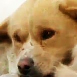 Perro emociona al no apartarse por horas de su mejor amigo muerto, pese a haber -13°C