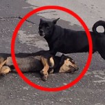 Emotivo video: Desesperado intento de resucitación de un perro con su amigo