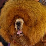 El perro más caro del mundo fue vendido en China: ¿Cuánto vale?