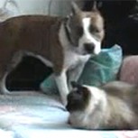 A este perro le prohibieron subirse a la cama: Vean lo que hace cuando se va su amo