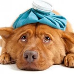 Las 8 enfermedades más frecuentes en los perros