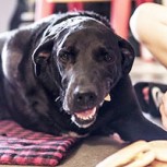 “Hoy he muerto”: La historia de un perro con cáncer terminal que hizo llorar a miles