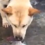 Video: Perro desesperado emociona al intentar salvar a un grupo de peces