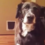 Gato y perro se funden en un gran y largo abrazo tras 10 días separados