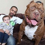 El Pitbull más grande del mundo: Fotos del impresionante Hulk