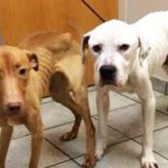 El increíble antes y después de dos perros que estuvieron al borde de la muerte