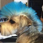 Fotos de los cortes de pelo de mascotas más sorprendentes que podrás ver en internet