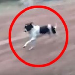 ¿Es este el perro con más suerte del mundo? No vas a creer lo que pasó cuando se enfrentó a la muerte