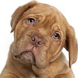No estábamos locos: Los perros entienden todo lo que les hablamos