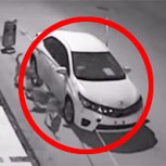 “Banda” de perros organizados destruye un auto y video se convierte en viral en internet