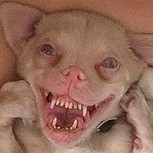 Tucker: Fotos del apodado “perro murciélago” que es furor en las redes sociales