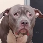 El desgarrador momento en el que una perrita se da cuenta de que la abandonaron