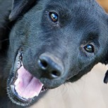 Campaña de donación de comida para perros genera confusión en Facebook: Miles la comparten, pero es de otro país
