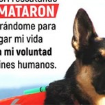 Animalistas critican el uso de perros en rescate de personas tras el terremoto de México