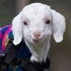 Conoce a Frostie, la cabra bebé en silla de ruedas que logró superar su trauma gracias a estos humanos