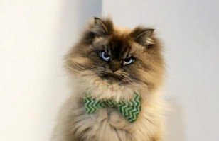 Te presentamos a Merlin, el gato más enojón que verás: Las fotos te
