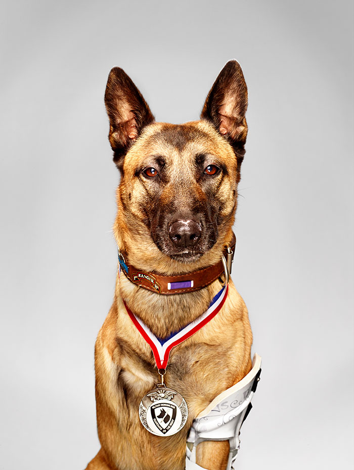  # 1 Layka The Hero Military Dog. A pesar de recibir 4 disparos por un Ak-47 en el rango de puntos en blanco, ella todavía atacó y sometió al insurgente que estaba atacando a su controlador. Sobrevivió a una cirugía de 7 horas y recientemente recibió una medalla por su heroísmo.