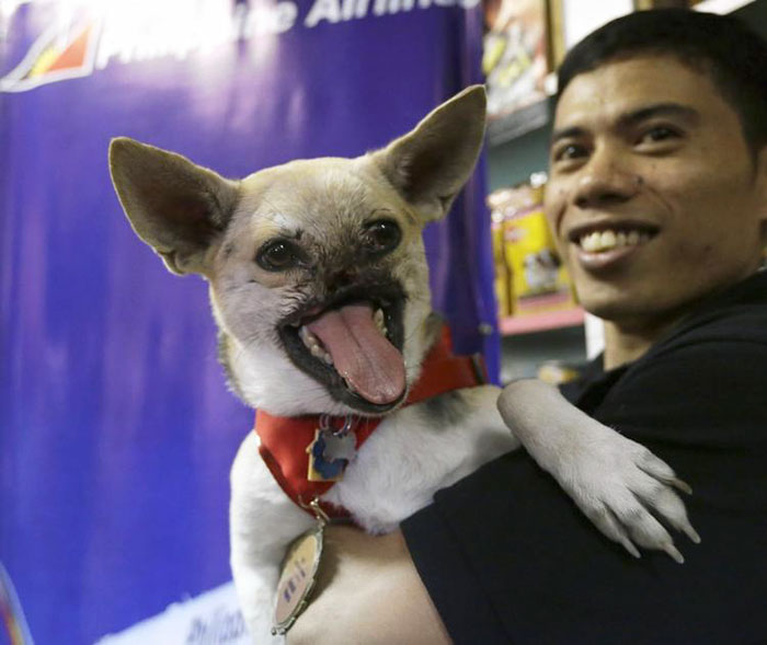 Kabang - Un perro que perdió la mitad de su cara cuando golpeó una motocicleta, salvando a dos niños de una colisión