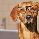 ¿Qué perro es más inteligente? Mira aquí las razas ganadoras (y perdedoras)