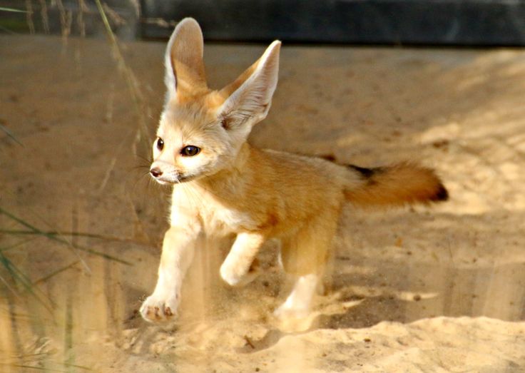 Fennec-fox