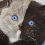 “Gato de dos caras”: Estos peculiares pequeños se tomaron las redes sociales por su aspecto casi de película